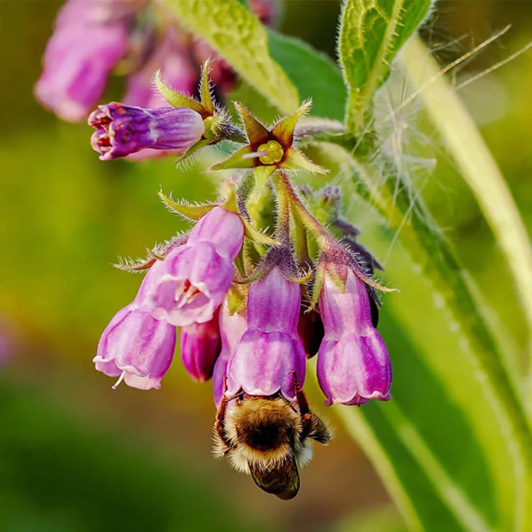 Allantoin Nedir Faydaları Nelerdir MaksatBilgi