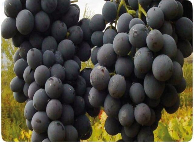 Erzincan'ın Endemik Meyvesi: Cimin Üzümü Nedir? Faydaları Neler? 1 cimi_uzumu