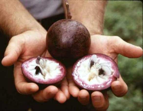 Yıldız Elma Star Apple