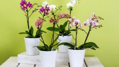 orkide bakımı 4