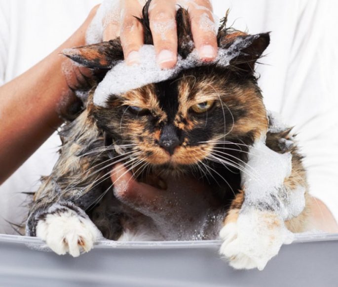 kediler nasıl yıkanır