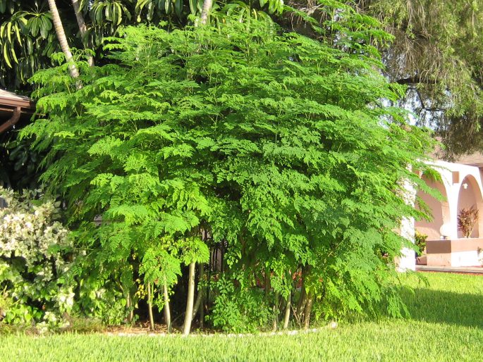 moringa oleifera trees