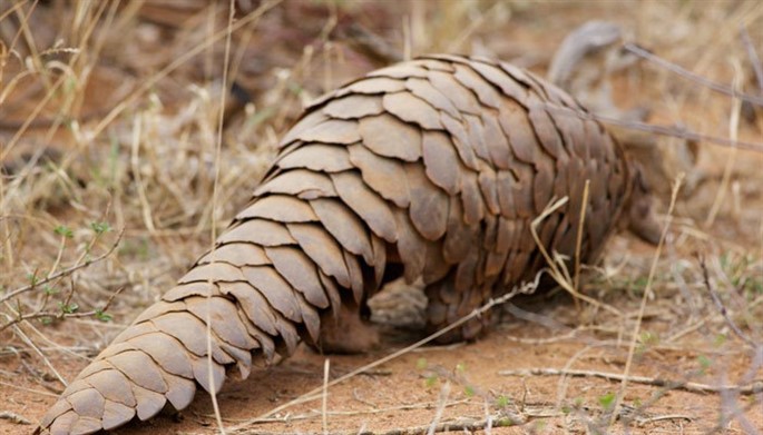 pangolin 4