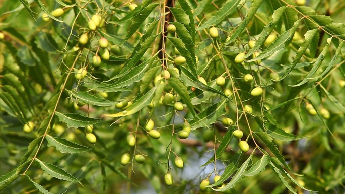neem ağacı 2