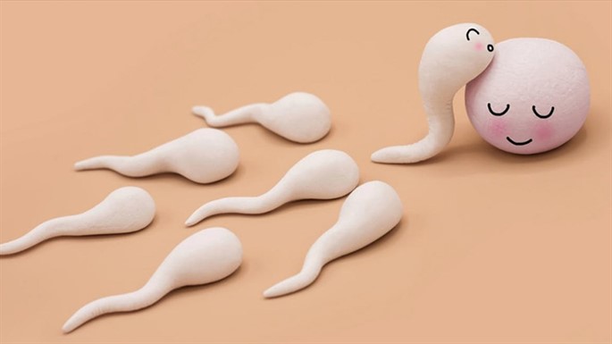 sperm 5