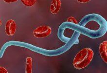 ebola virüsü