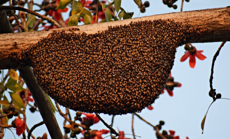 Propolis Nedir? Faydaları ve Zararları Neler? 1 Propolis nedir?Faydaları ve zararları neler?