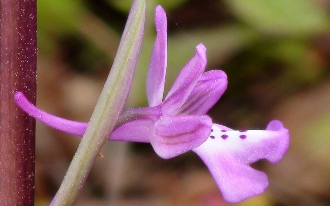 Salep Orkidesi Nedir Nasil Yetistirilir Faydalari Neler 2