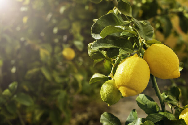 limon yagi nedir faydalari nelerdir3