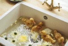 Ördek Sendromu Nedir? Sosyal Medya Hayatımızı Nasıl Etkiliyor?