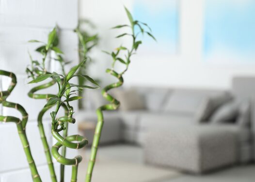 Şans Bambusu Nedir? Bakımı Nasıl Yapılır? 6 bambu 7