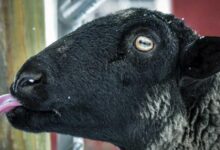 mavil dil hastaligi nedir 1
