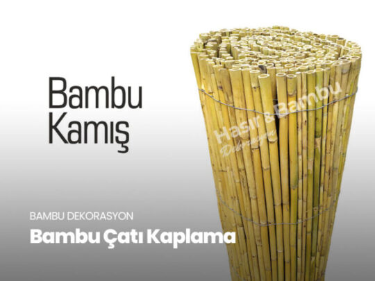 02 bambu cati 768x576 1