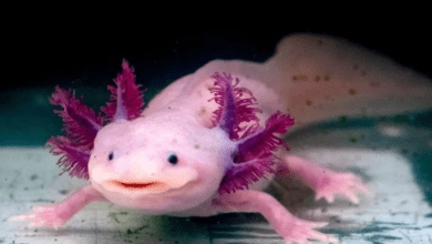 axolotl hakkinda 1