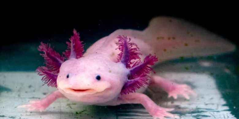 axolotl hakkinda 1