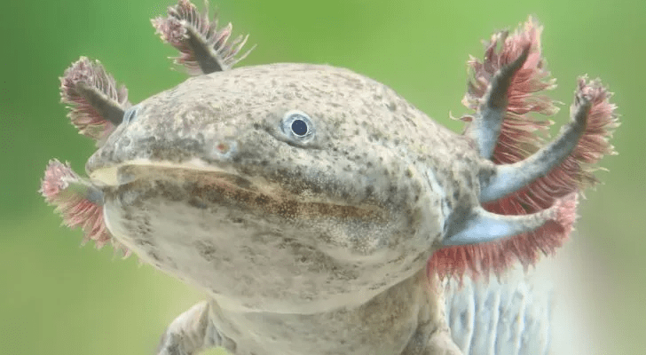 axolotl hakkinda 10