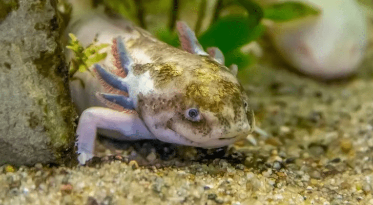 axolotl hakkinda 11