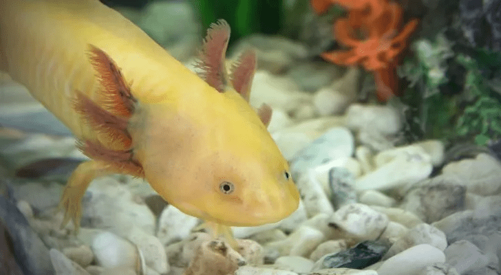 Axolotl’lar Hakkında 10 İlginç Bilgi