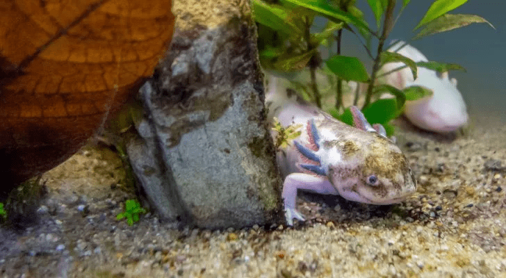 axolotl hakkinda 4