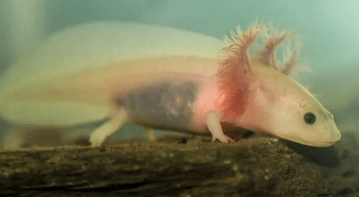 axolotl hakkinda 5
