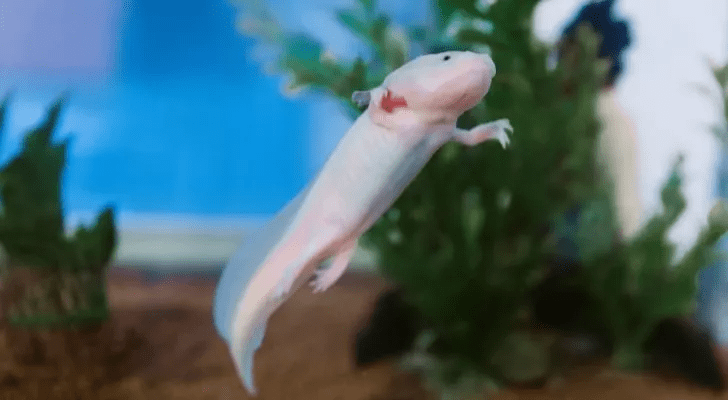 axolotl hakkinda 7