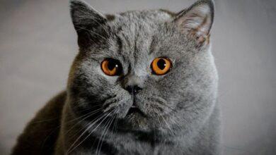 british shorthair ozellikleri nedir bakimi nasil yapilir0