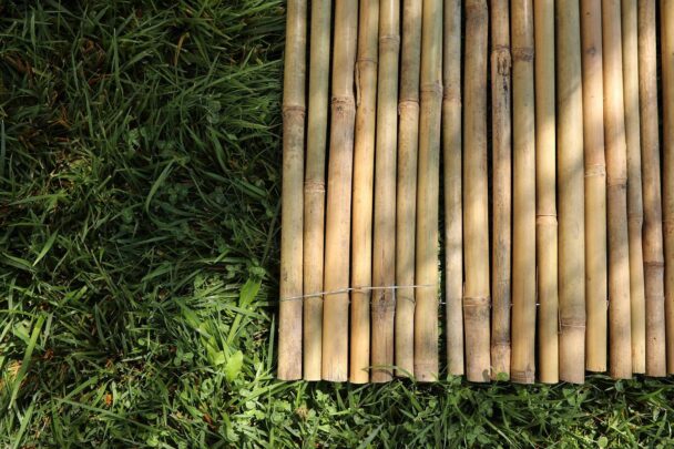 evde bambu bakimi nasil yapilir1