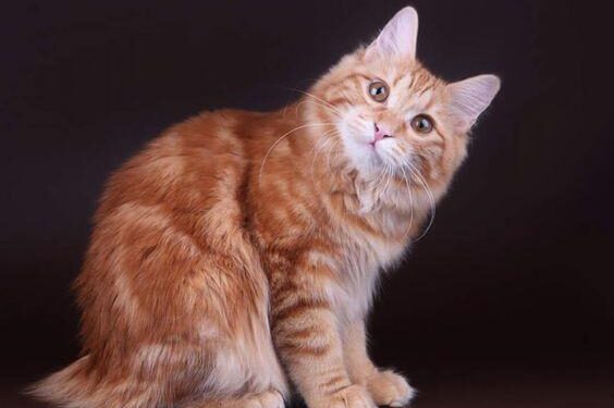 Kurilian Bobtail Kedisi Bakımı ve Özellikleri