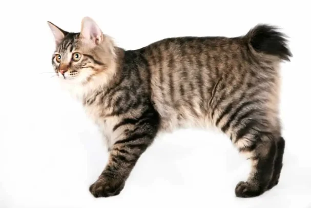 kurilian bobtail kedisi bakimi ve ozellikleri3