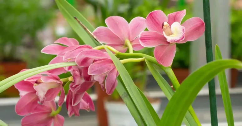 orkide cesitleri nelerdir2
