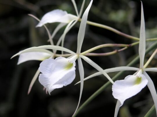 orkide cesitleri nelerdir3 768x576 1