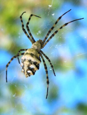 Argiope lobata 1