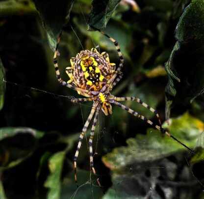 Argiope lobata 3