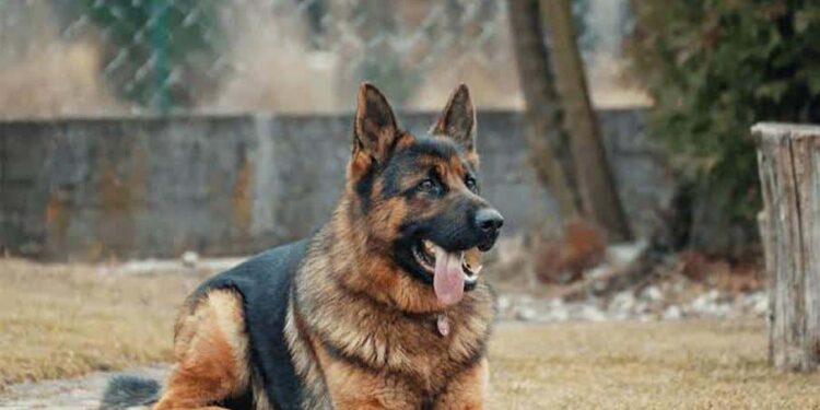alman kurdu k9