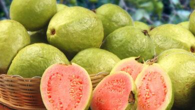 guava meyvesi 1