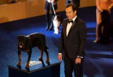 show dogs filmi