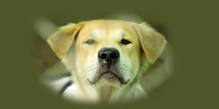 rüyada köpek görmek