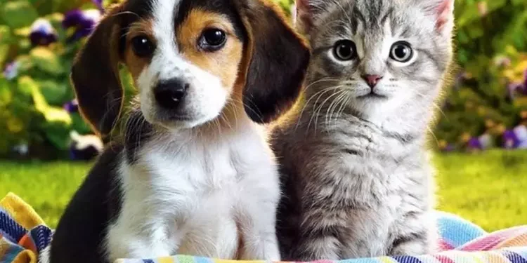 kedi mi köpek mi sahiplenilmeli