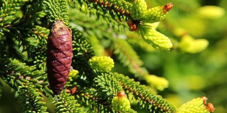 Çam Ağacının Türleri ve Özellikleri Nelerdir? 5 cam agaci turleri ve ozellikleri nelerdir1