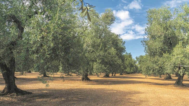 26 Kasım Dünya Zeytin Ağacı Günü Nedir? Zeytin Ağacının İnsanlık İçin Önemi 2 Dünya Zeytin Ağacı Günü