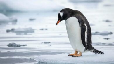 Sosyal Medyanın Yeni İkonu: Nihilist Penguen Olayı Nedir? Penguen Neden Kesin Ölüme Doğru Yürüdü? 22 nihilist penguen olayi 1