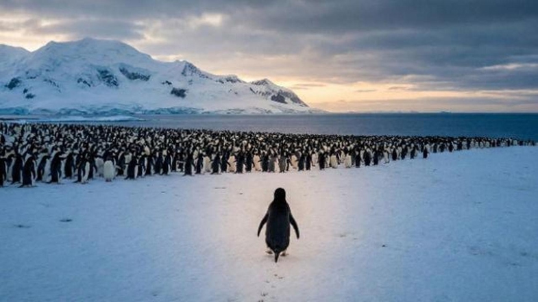 Sosyal Medyanın Yeni İkonu: Nihilist Penguen Olayı Nedir? Penguen Neden Kesin Ölüme Doğru Yürüdü? 2 Nihilist Penguen