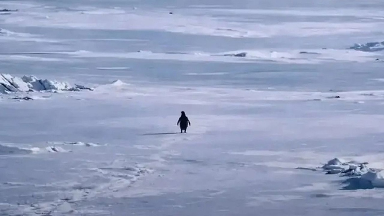 Sosyal Medyanın Yeni İkonu: Nihilist Penguen Olayı Nedir? Penguen Neden Kesin Ölüme Doğru Yürüdü? 3 nihilist penguen olayi 3