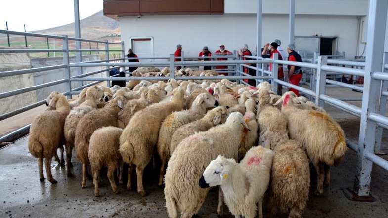Kurban Bağışı Yaparken Dikkat Edilmesi Gereken 10 Şey 5 kurban bagisi yaparken dikkat etmeniz gerekenler 9