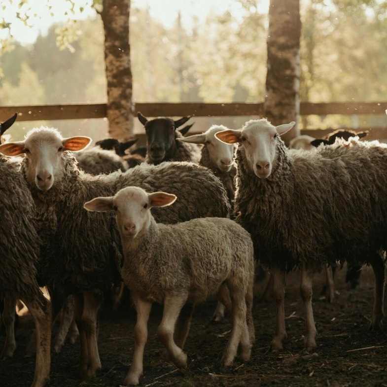 Kurban Vekaleti İle ilgili Bilmeniz Gereken 6 Şey! 3 kurban vekaleti nasil verilir 1