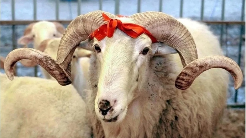 Kurban Vekaleti İle ilgili Bilmeniz Gereken 6 Şey! 2 Kurban Vekaleti
